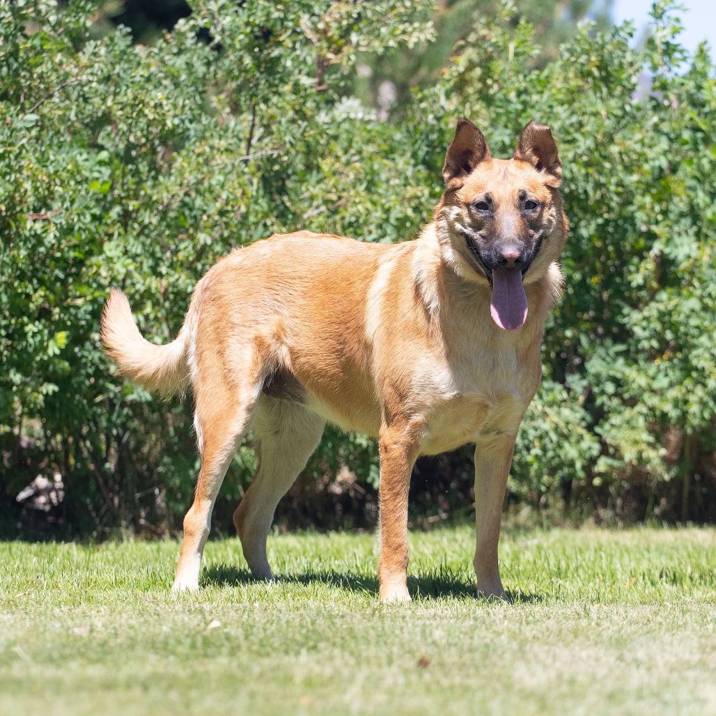 Enlarge Honey, a Adoptable mixed breed in Washoe Valley, NV image 4/5