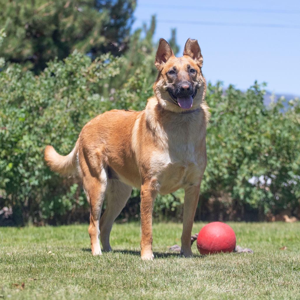 Enlarge Honey, a Adoptable mixed breed in Washoe Valley, NV image 5/5