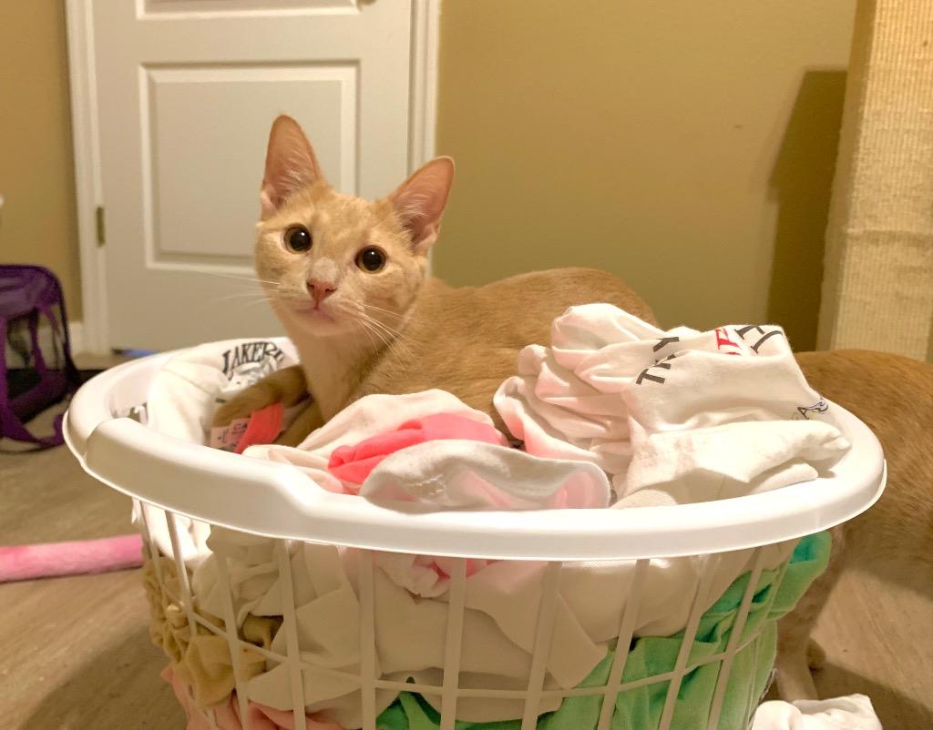 Enlarge Cake Batter aka Malcolm, a Adoptable mixed breed in Orlando, FL image 3/3