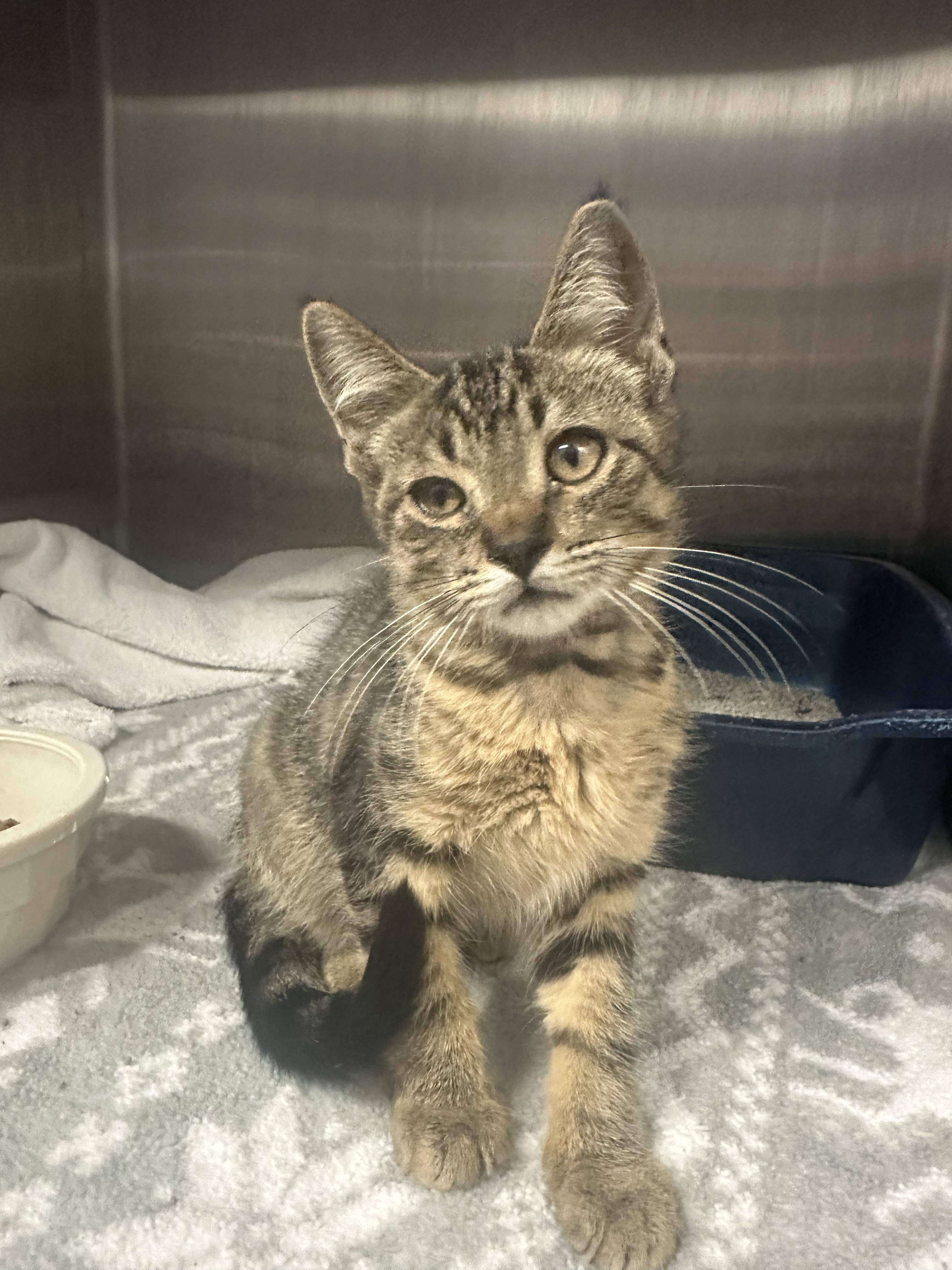 Aaron, a Adoptable Domestic Short Hair in Grand Rapids, MI image 1/2