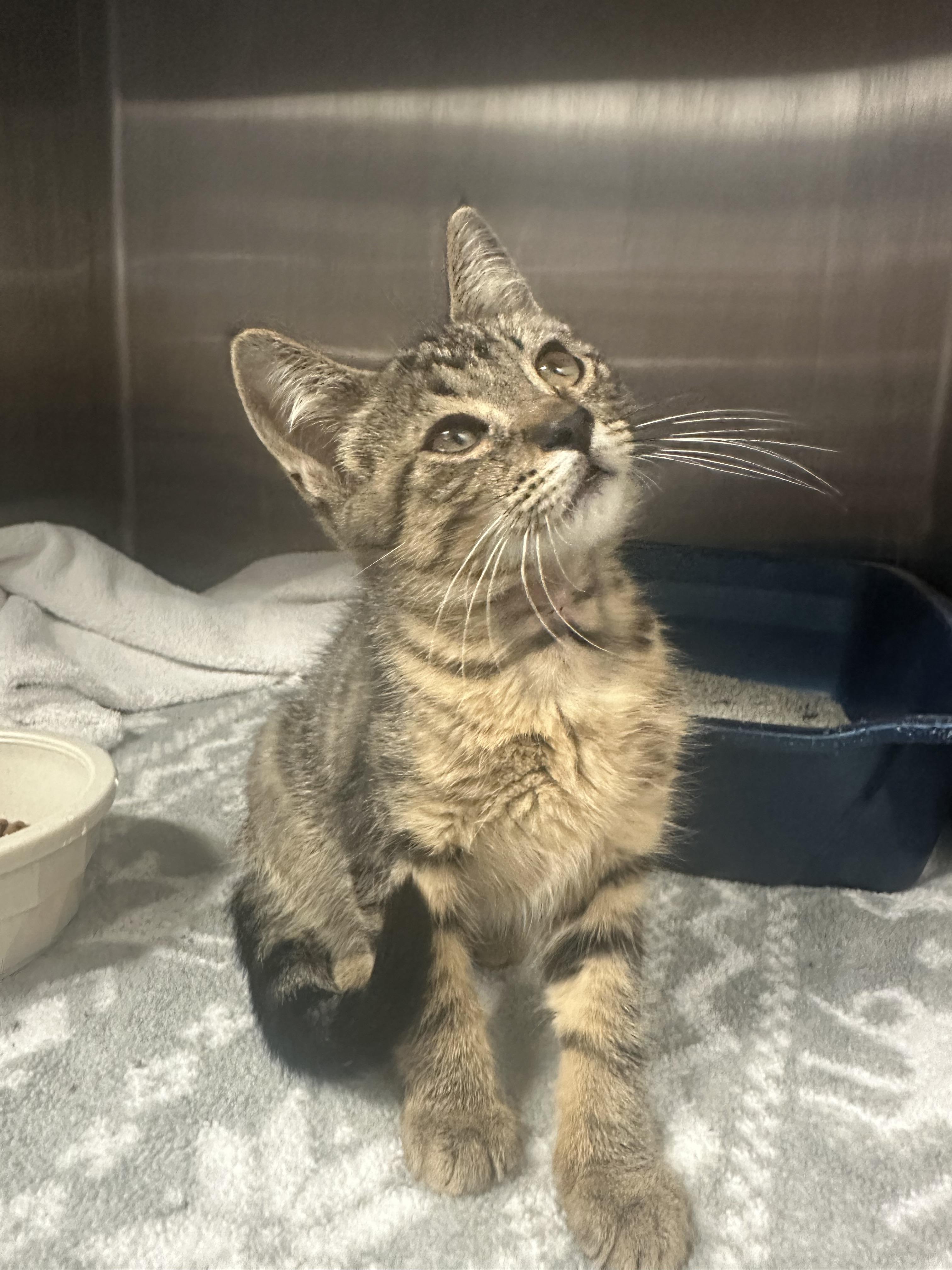 Aaron, a Adoptable Domestic Short Hair in Grand Rapids, MI image 2/2