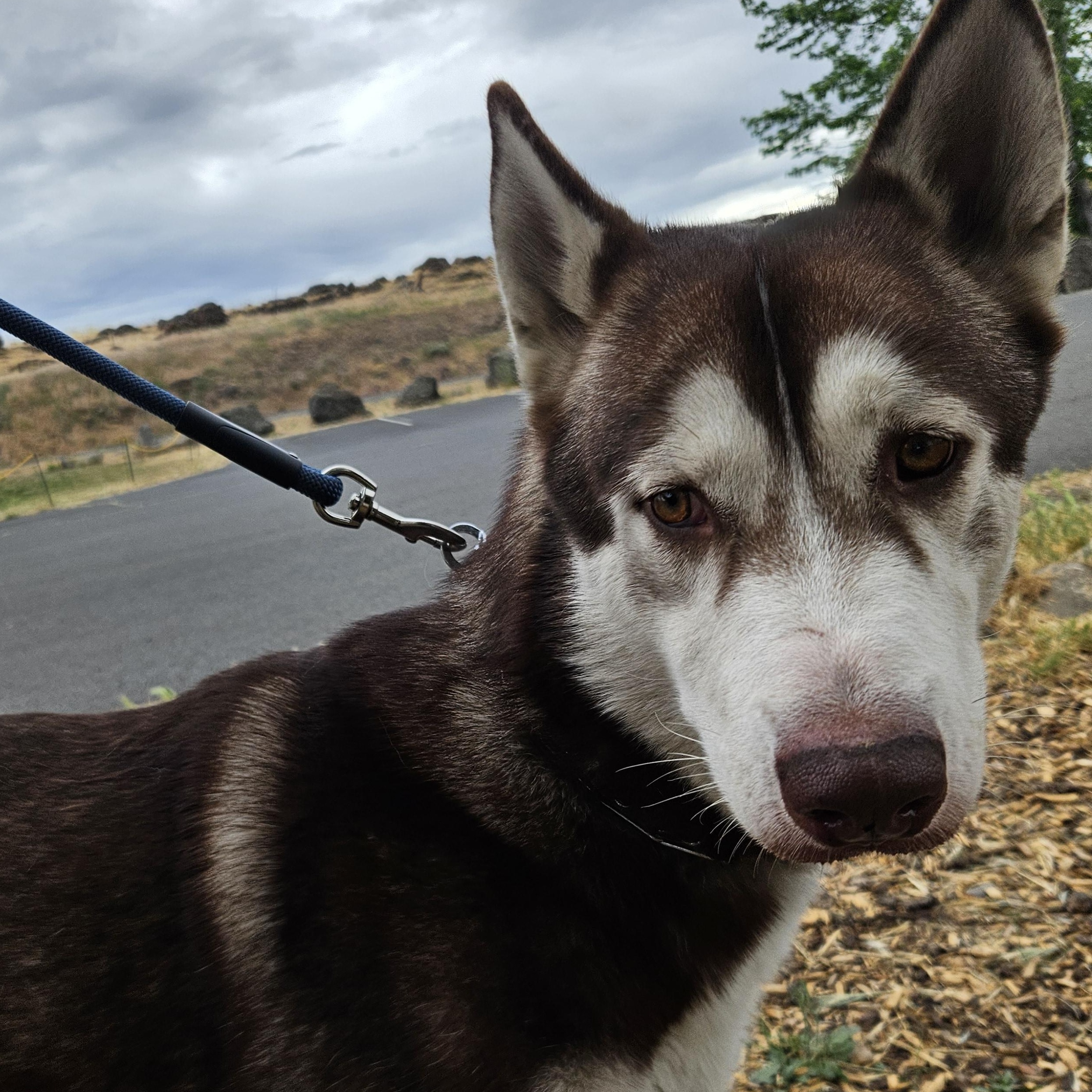 Hugo, a ADOPTABLE mixed breed in The Dalles, OR image 3/5