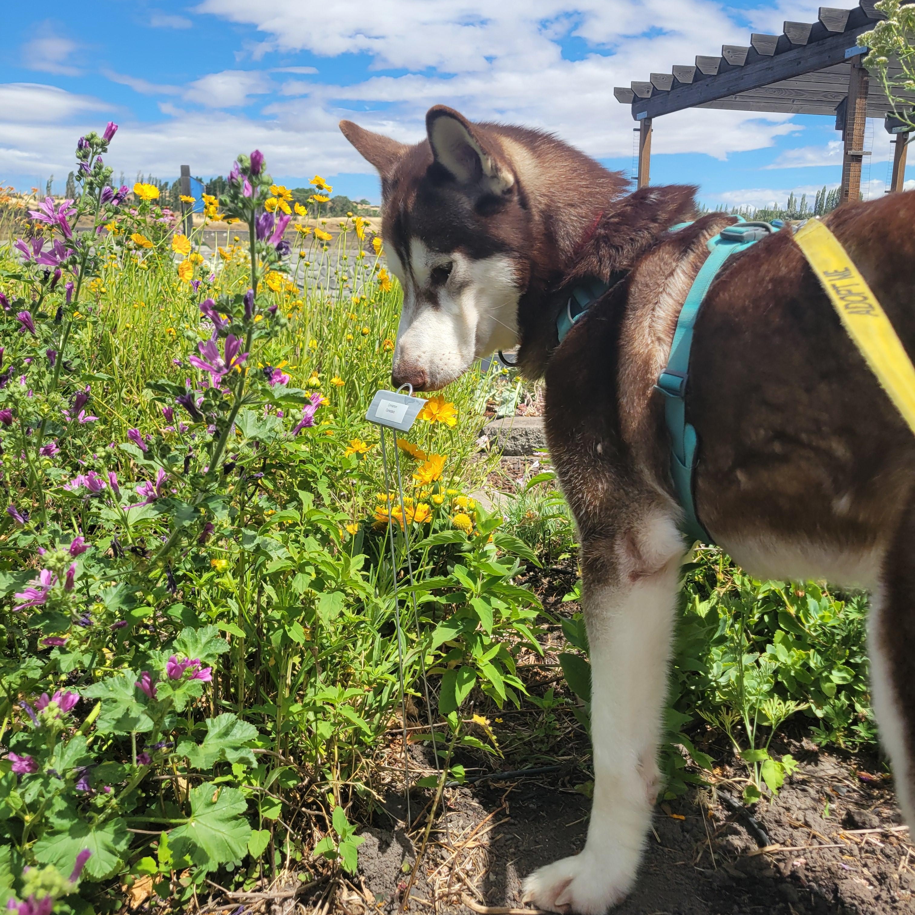 Enlarge Hugo, an adoptable mixed breed in The Dalles, OR image 6/6