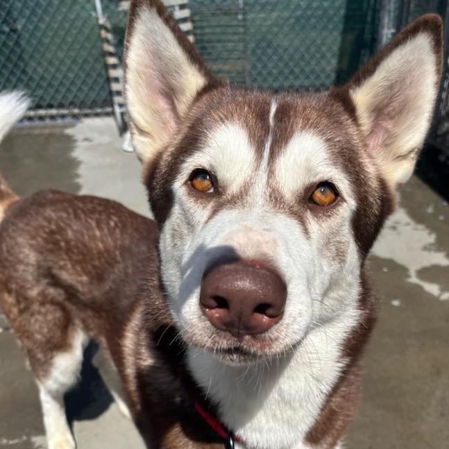 Hugo, a ADOPTABLE mixed breed in The Dalles, OR image 2/5