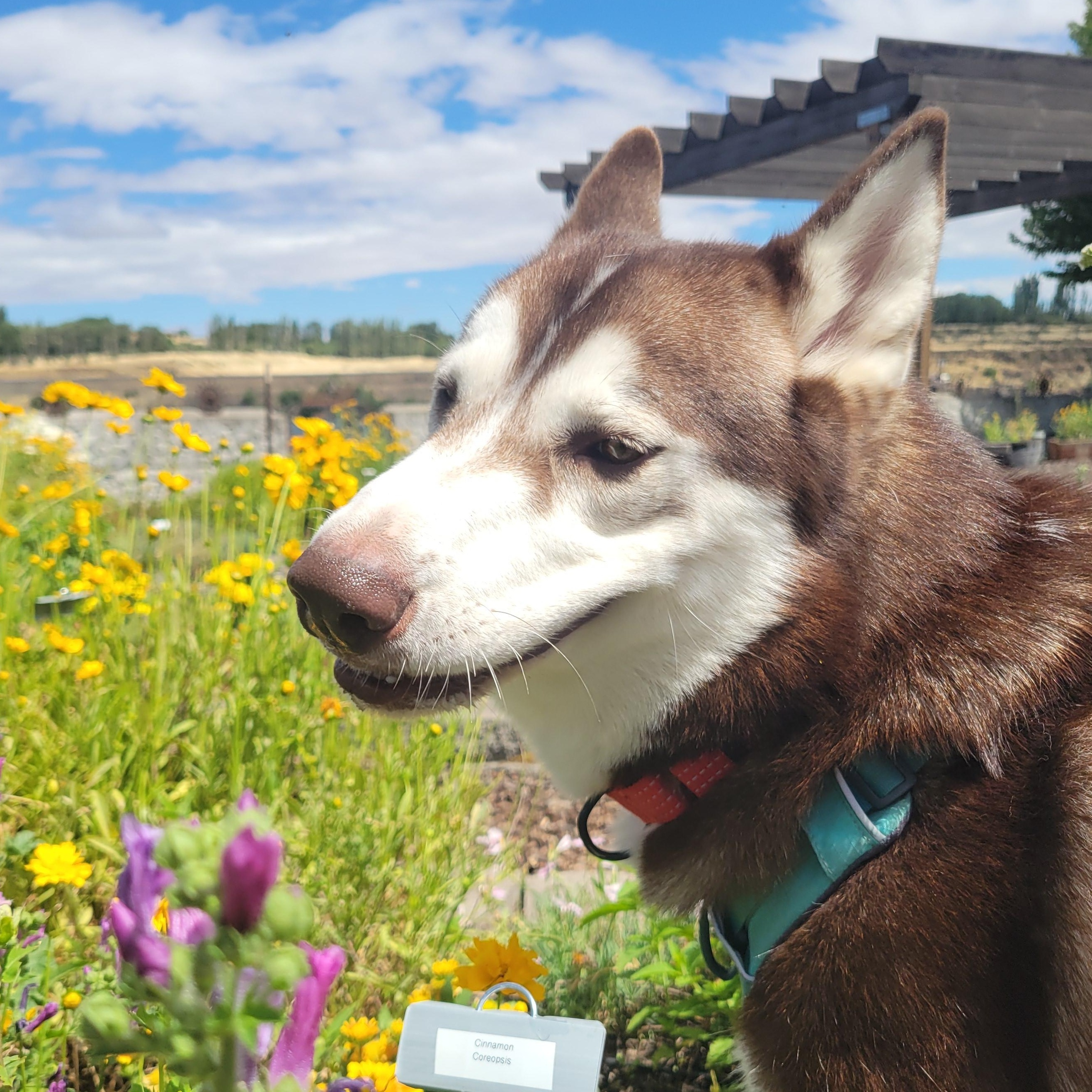 Enlarge Hugo, an adoptable mixed breed in The Dalles, OR image 2/6