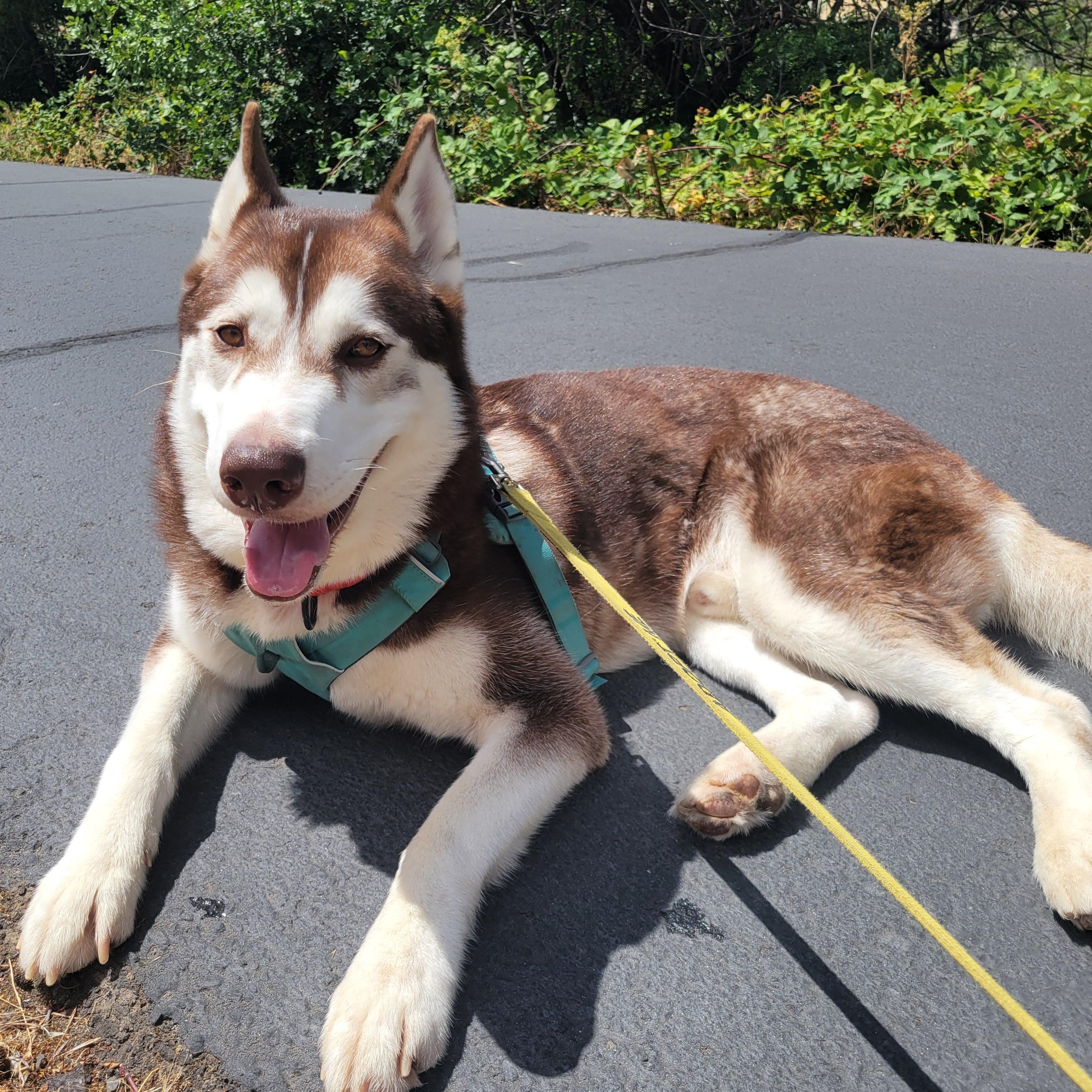 Enlarge Hugo, an adoptable mixed breed in The Dalles, OR image 1/6