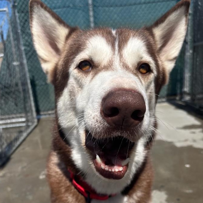 Hugo, a ADOPTABLE mixed breed in The Dalles, OR image 4/5
