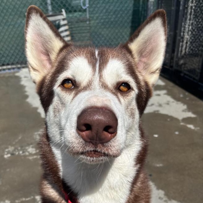 Hugo, ADOPTABLE, Adult Male Alaskan Malamute & Husky.