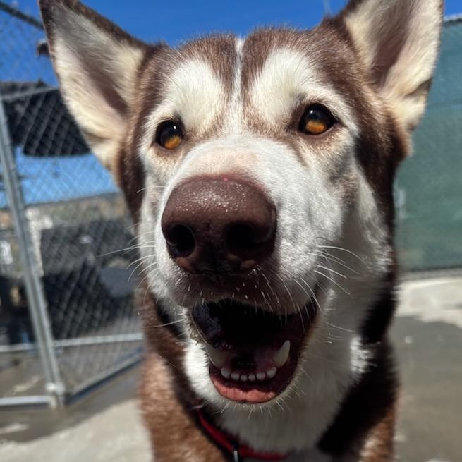 Hugo, a ADOPTABLE mixed breed in The Dalles, OR image 5/5