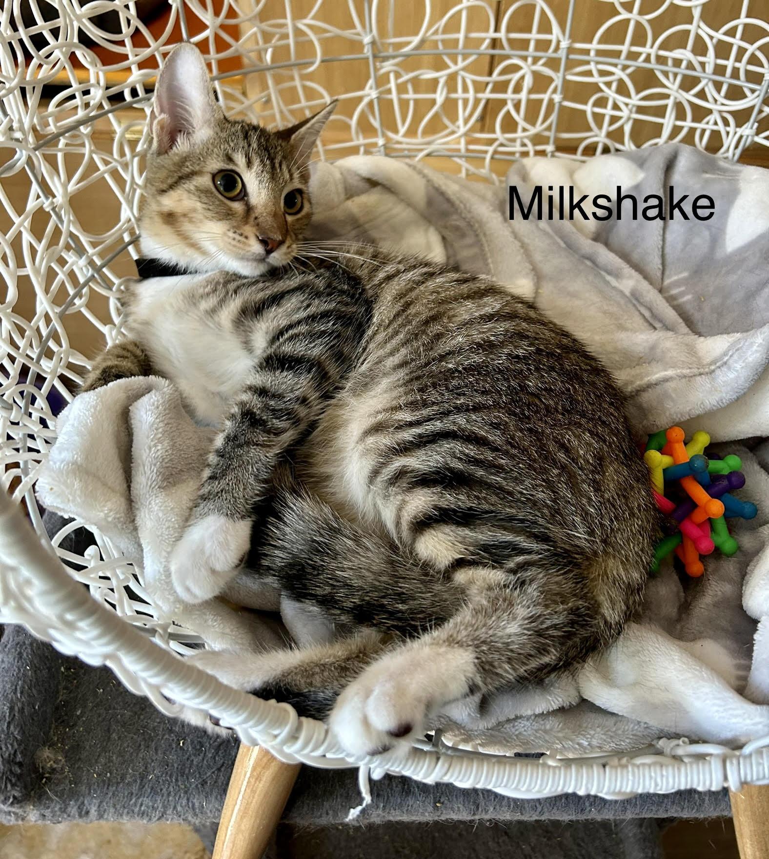 Milkshake, Adoptable, Young Male Domestic Short Hair.