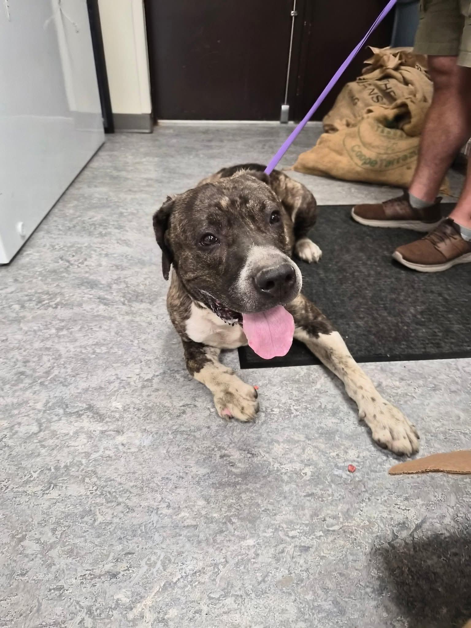 Enlarge Kozar, a Adoptable mixed breed in Hermitage, PA image 1/1