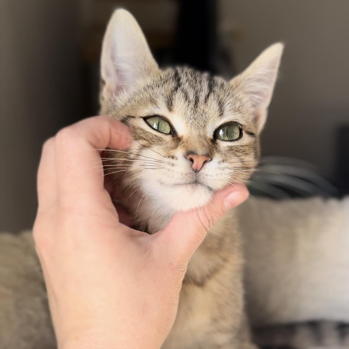 Hot Pocket, a Adoptable Domestic Short Hair in Garden Grove, CA image 4/6