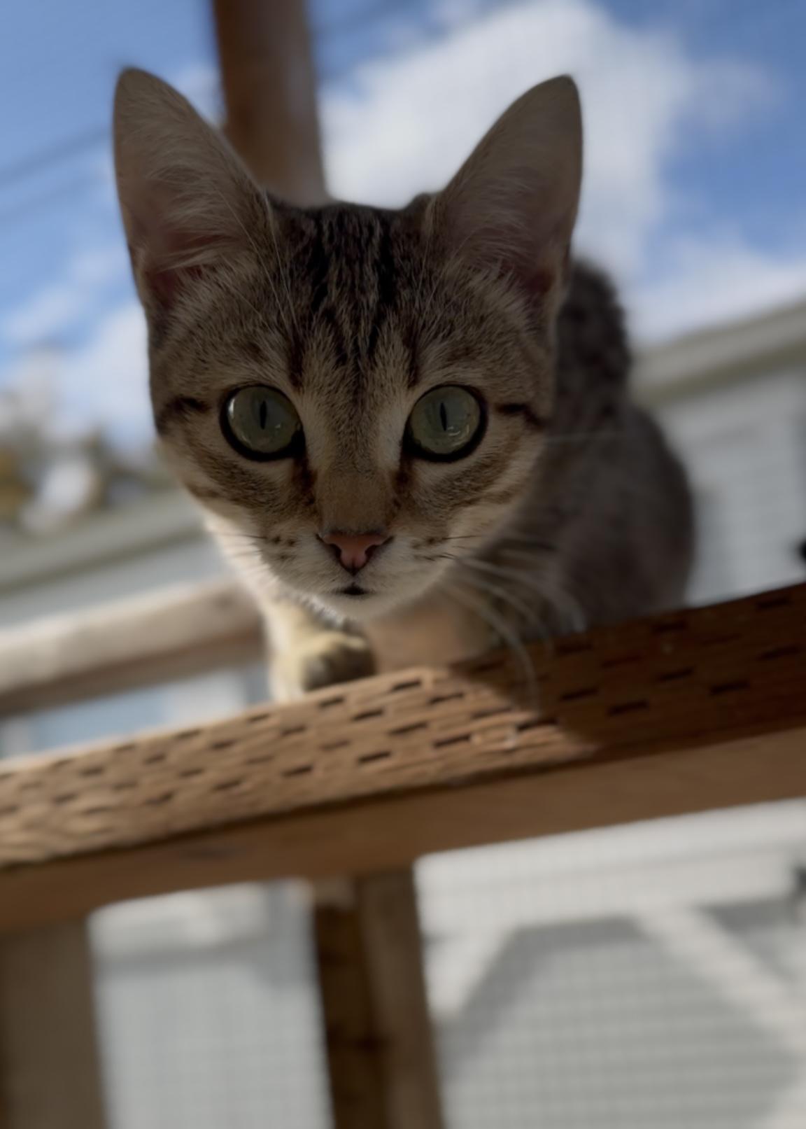 Hot Pocket, a Adoptable Domestic Short Hair in Garden Grove, CA image 2/6