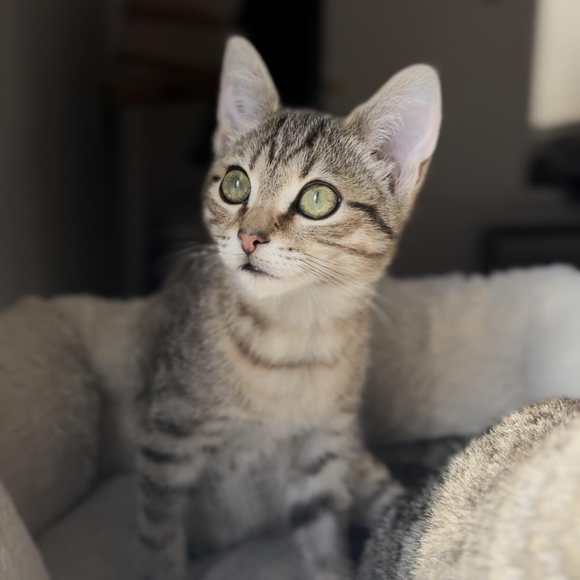 Hot Pocket, Adoptable, Young Male Domestic Short Hair.