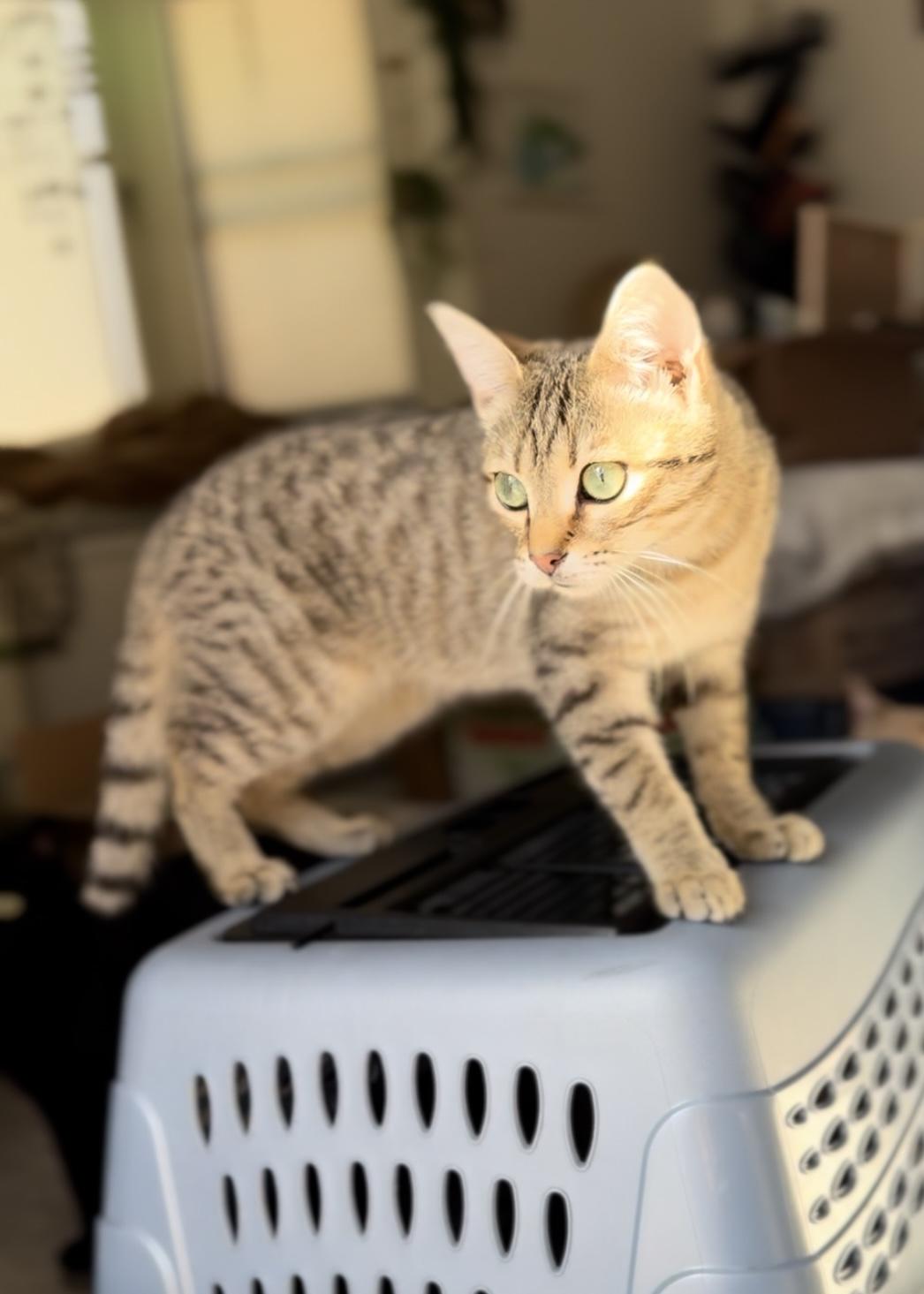 Hot Pocket, a Adoptable Domestic Short Hair in Garden Grove, CA image 6/6