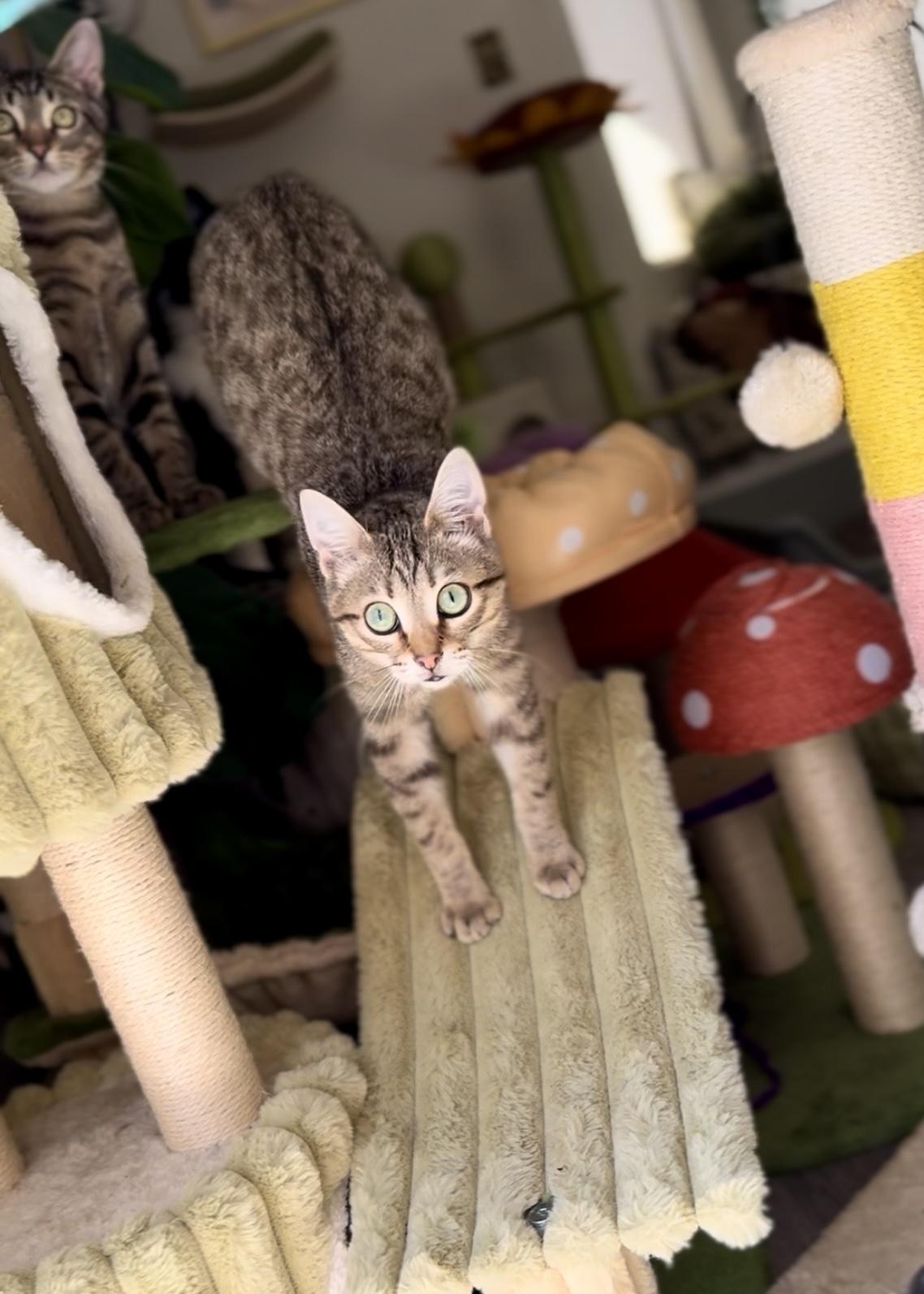 Hot Pocket, a Adoptable Domestic Short Hair in Garden Grove, CA image 5/6