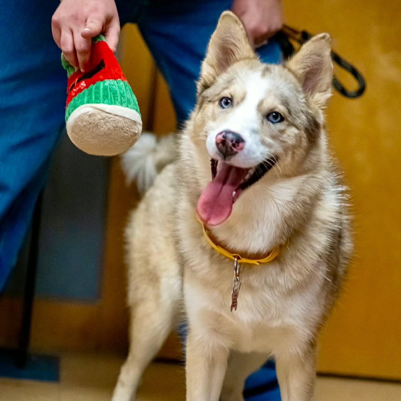 Shayla, ADOPTABLE, Young Female Husky & Pomeranian.