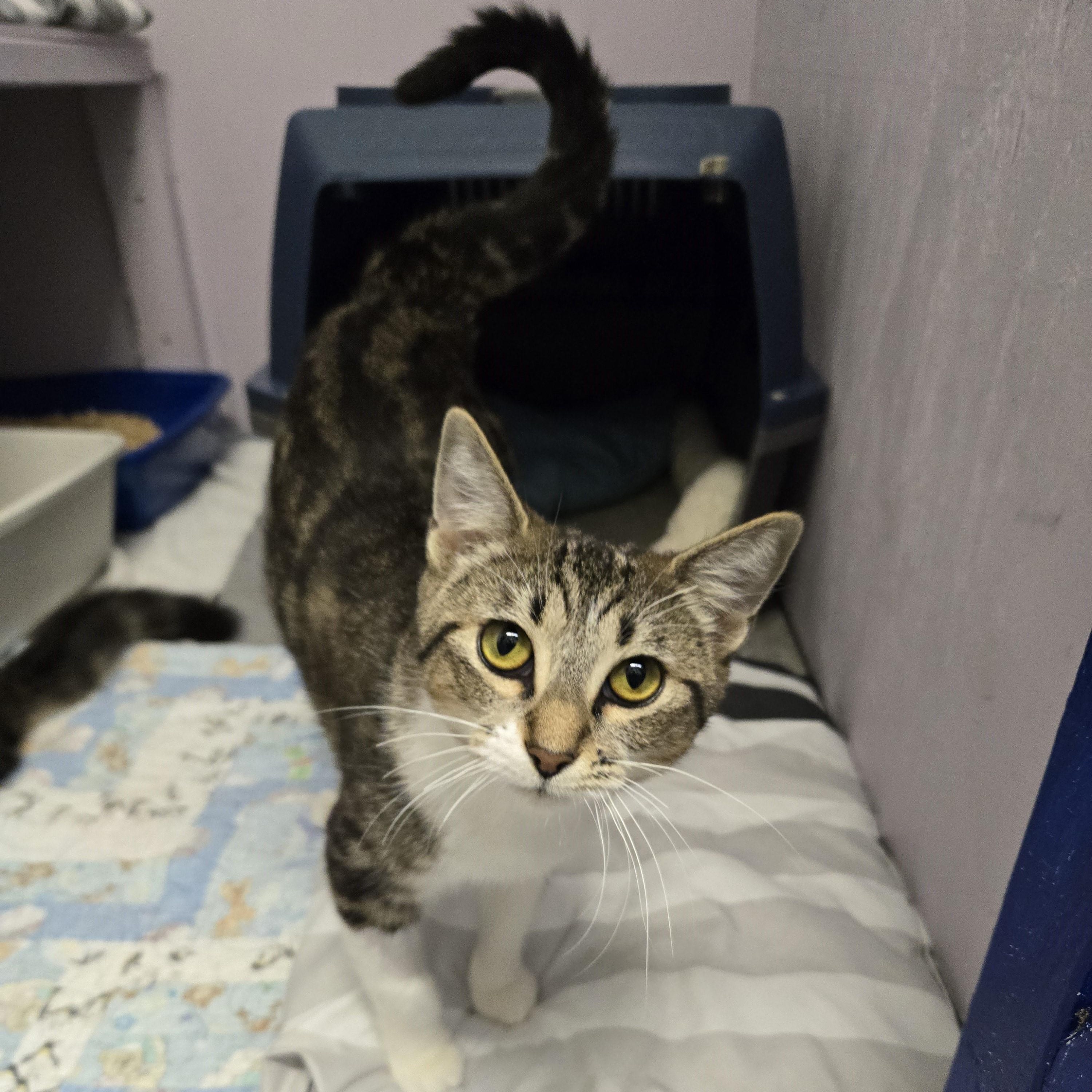 Vex'ahlia, a Adoptable Domestic Short Hair in Mission, BC image 2/3