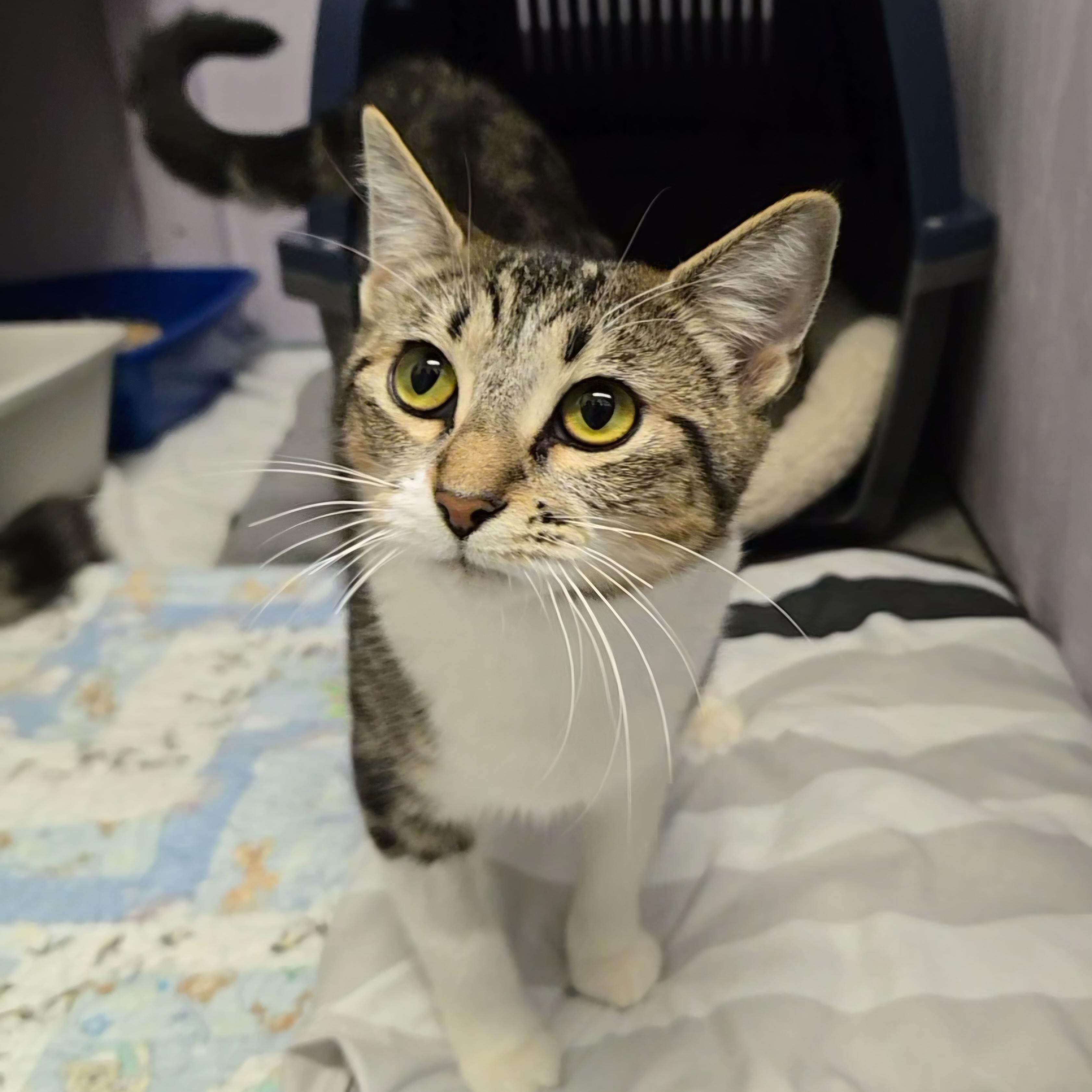 Vex'ahlia, a Adoptable Domestic Short Hair in Mission, BC image 3/3