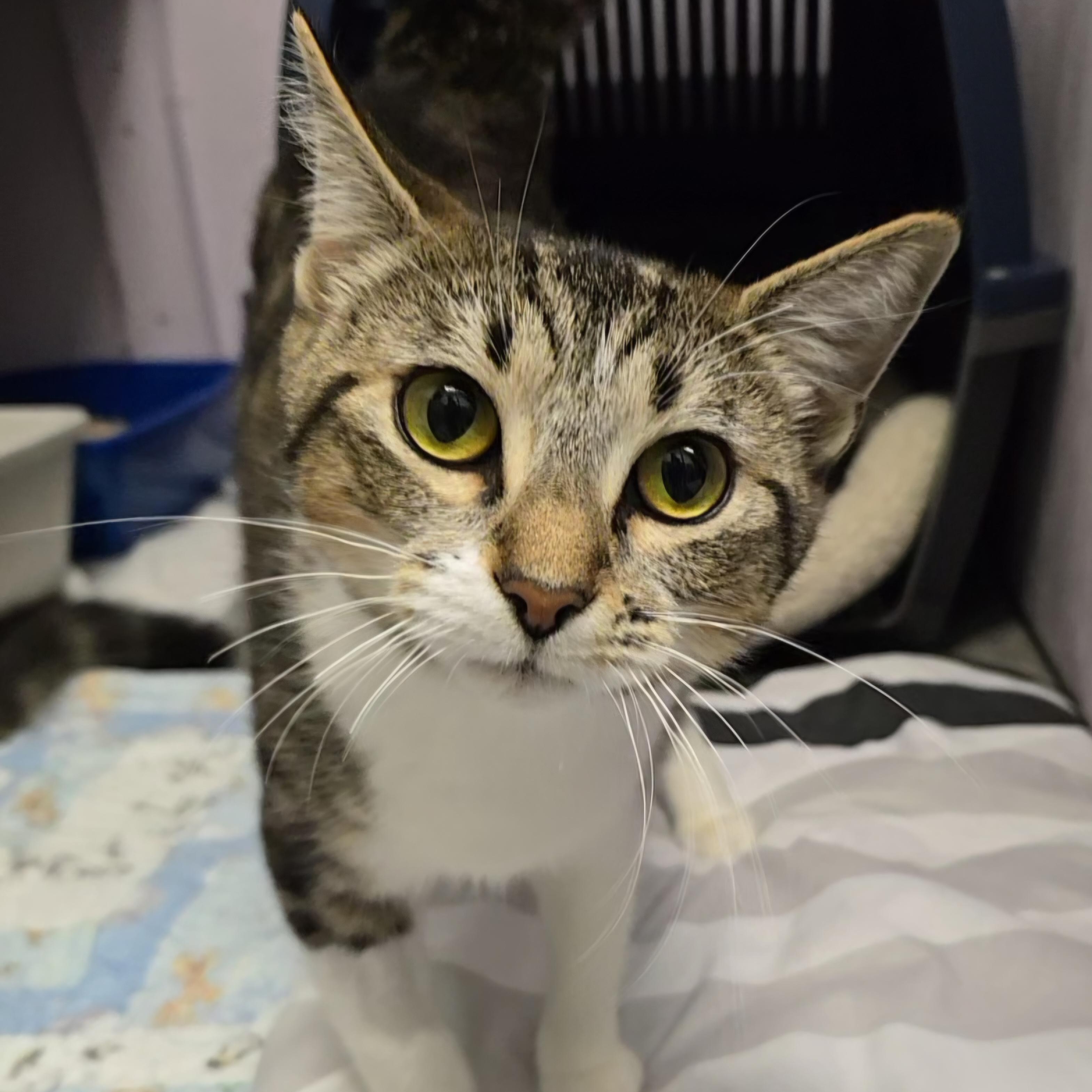 Vex'ahlia, Adoptable, Kitten Female Domestic Short Hair.