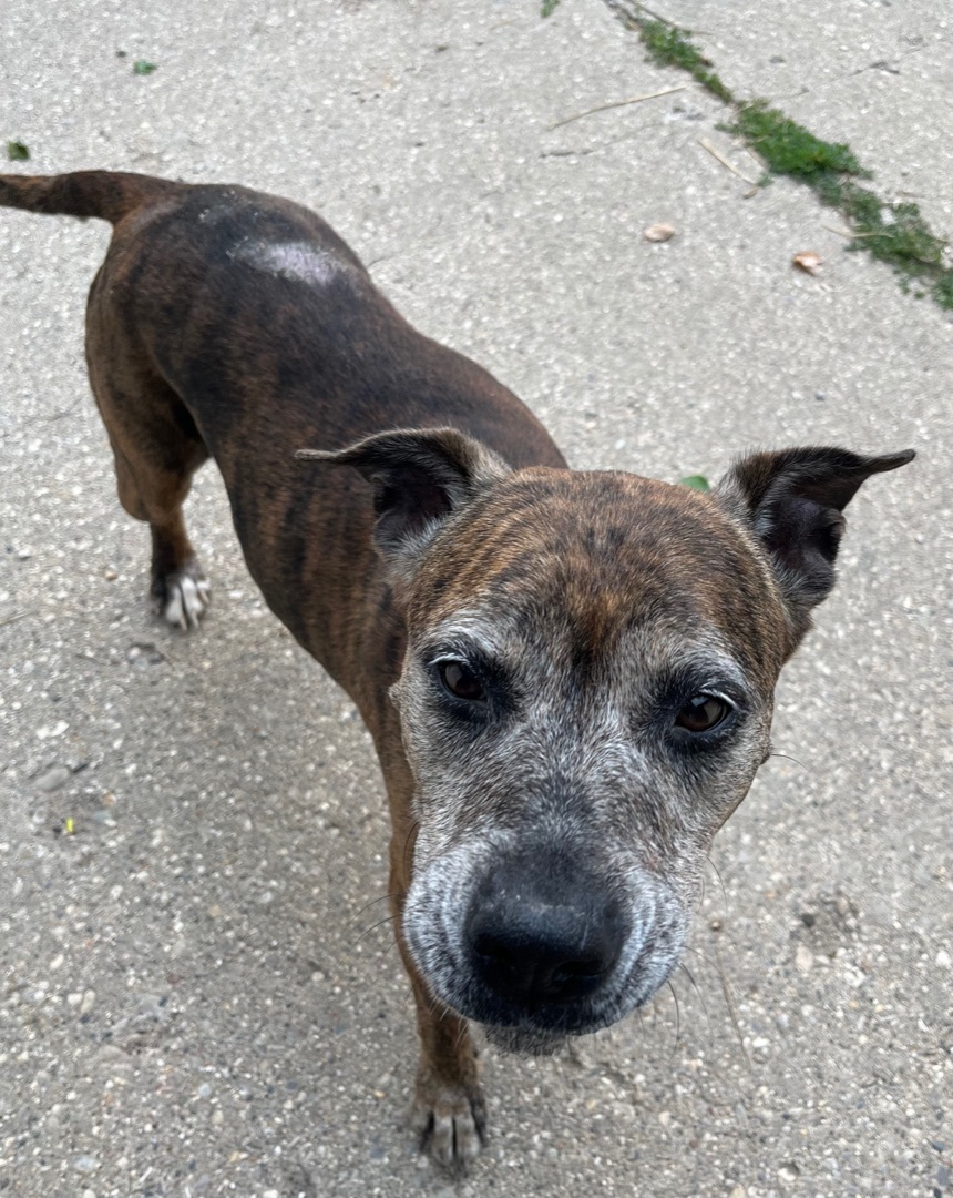 Lovey, Adopted, Senior Female Boxer.