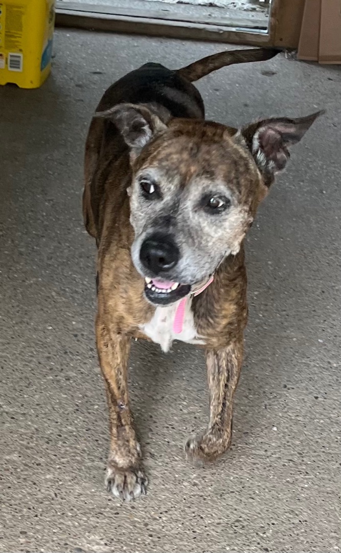 Enlarge Lovey, a Adopted mixed breed in Kalkaska, MI image 2/12