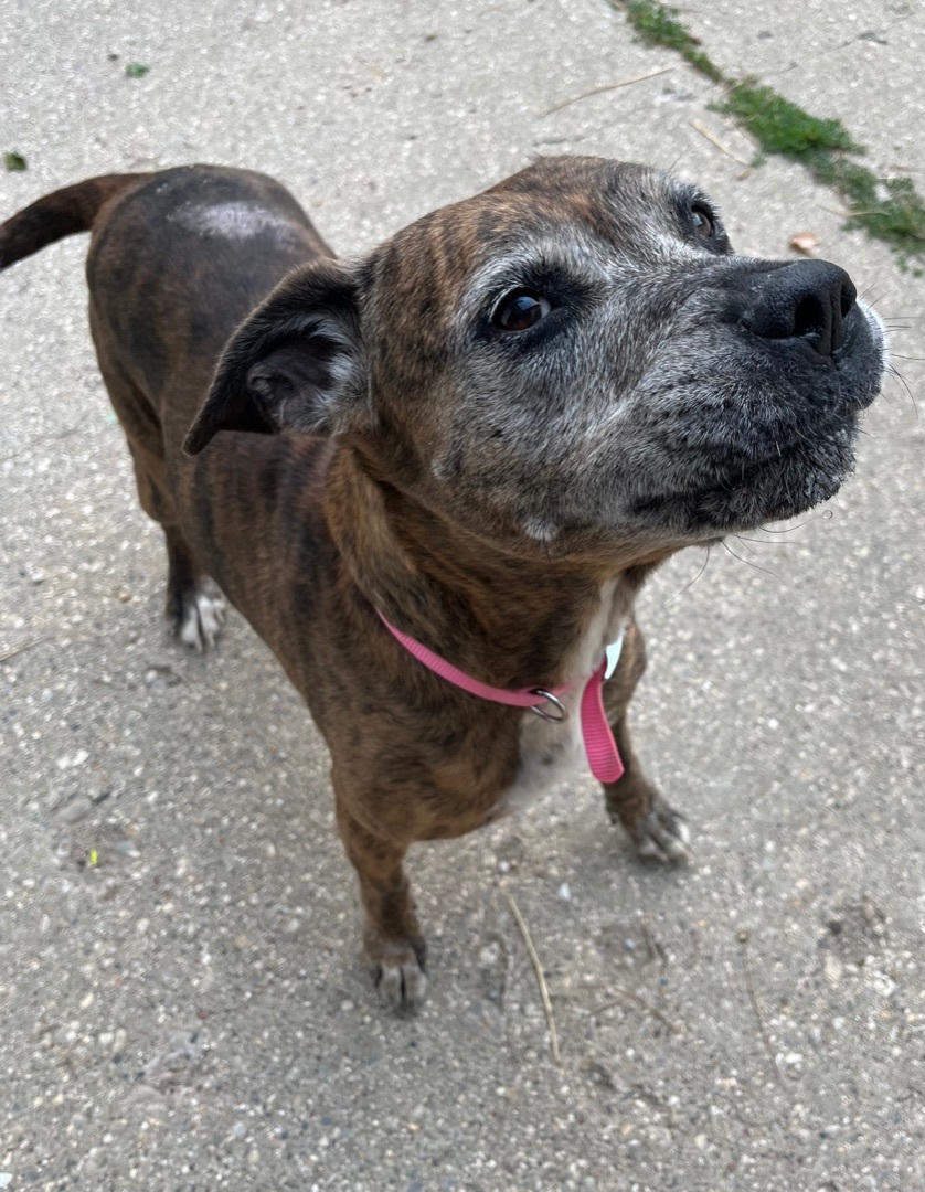 Enlarge Lovey, a Adopted mixed breed in Kalkaska, MI image 3/12