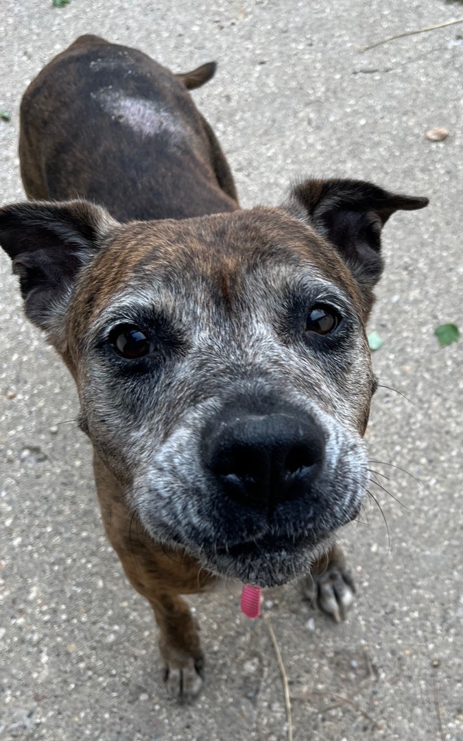 Enlarge Lovey, a Adopted mixed breed in Kalkaska, MI image 4/12