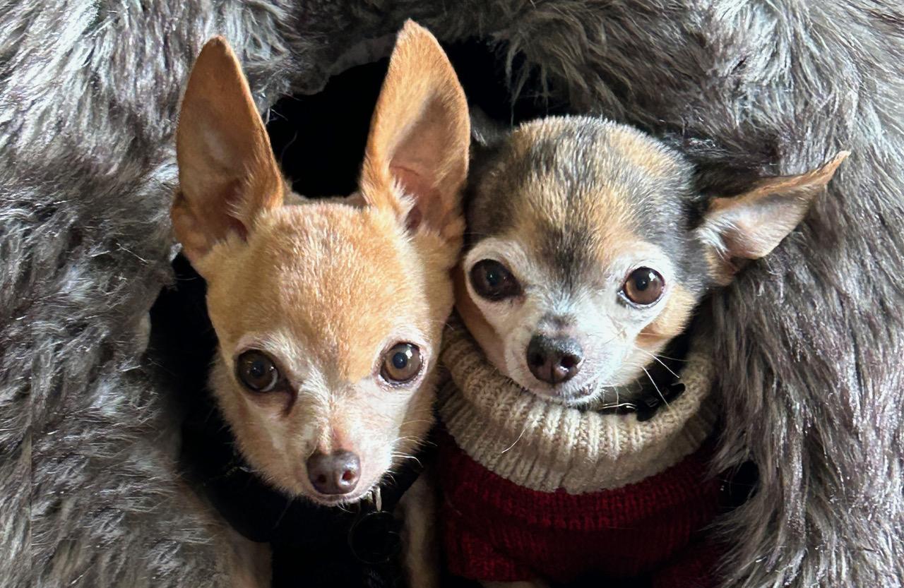 Bella and Buddy, adopted, Adult Male Chihuahua.
