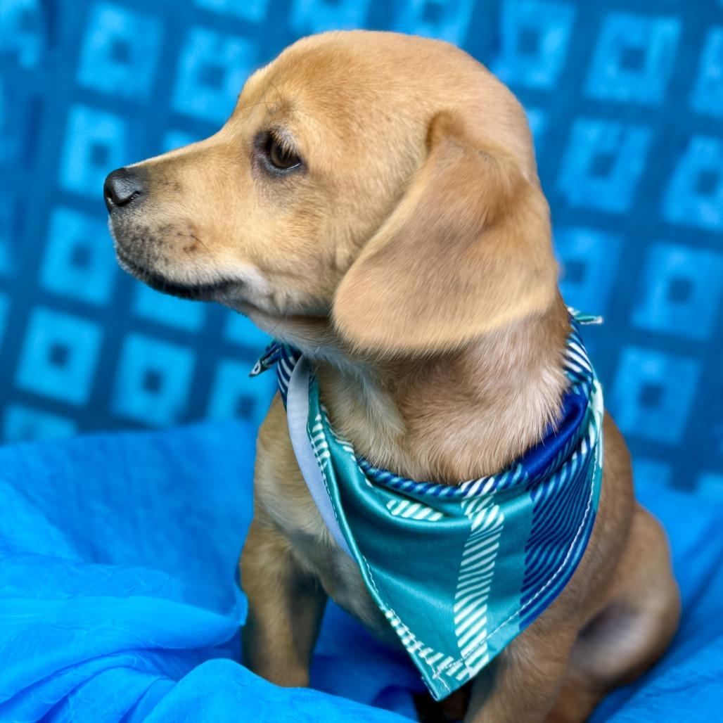 Enlarge Freddy - cutest puppy ever!   Will be little! , a Adoptable Mixed Breed in Princeton, NJ image 4/5