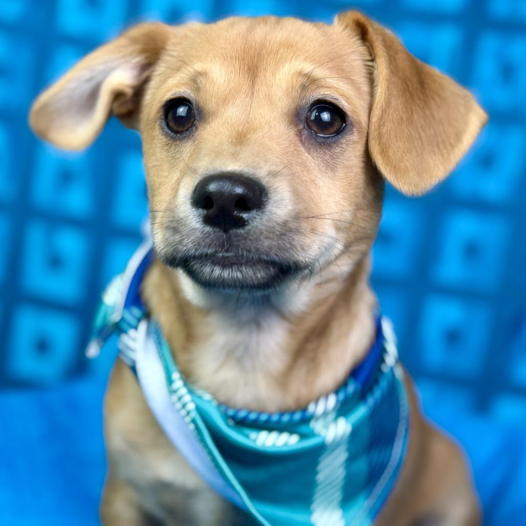 Enlarge Freddy - cutest puppy ever!   Will be little! , a Adoptable Mixed Breed in Princeton, NJ image 2/5