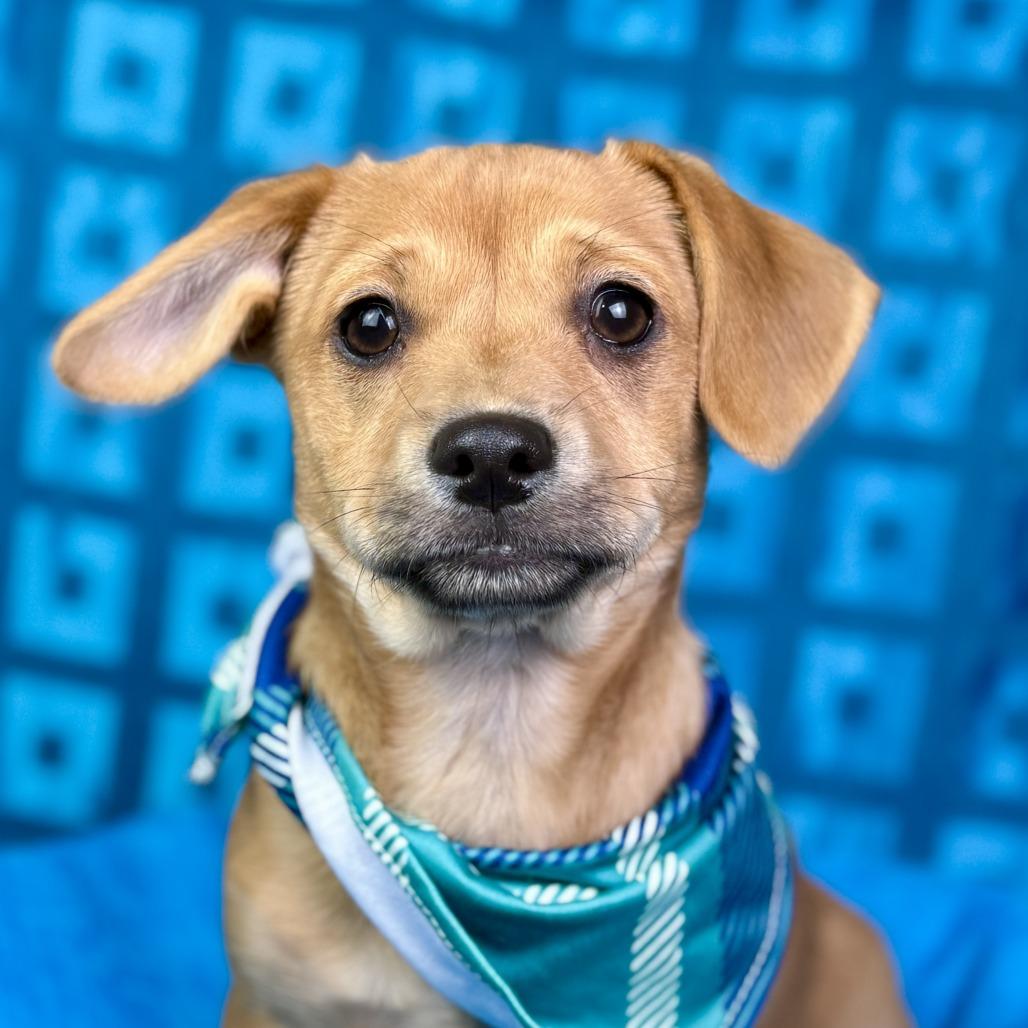 Freddy - cutest puppy ever!   Will be little! , Adoptable, Puppy Male Mixed Breed.