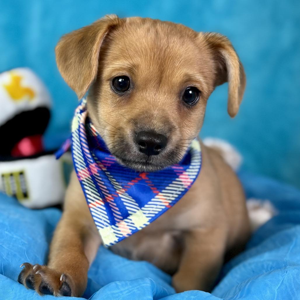 Enlarge Freddy - cutest puppy ever!   Will be little! , a Adoptable Mixed Breed in Princeton, NJ image 3/5