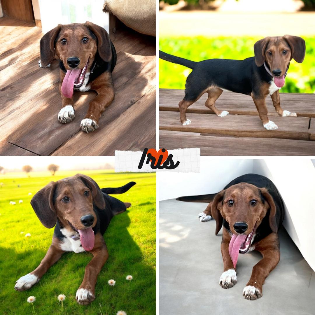 Iris, adopted, Puppy Female Beagle & Dachshund.