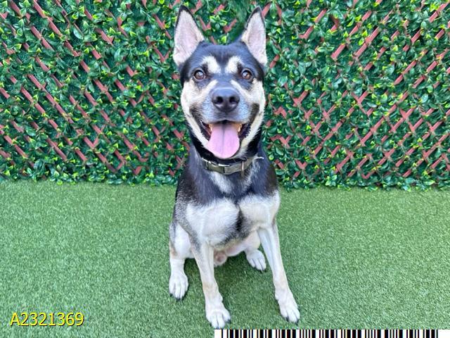 Enlarge BATMAN, a Adoptable mixed breed in West Palm Beach, FL image 1/1