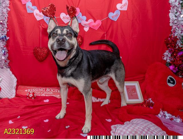 BATMAN, Adoptable, Young Male Mixed Breed & Mixed Breed.