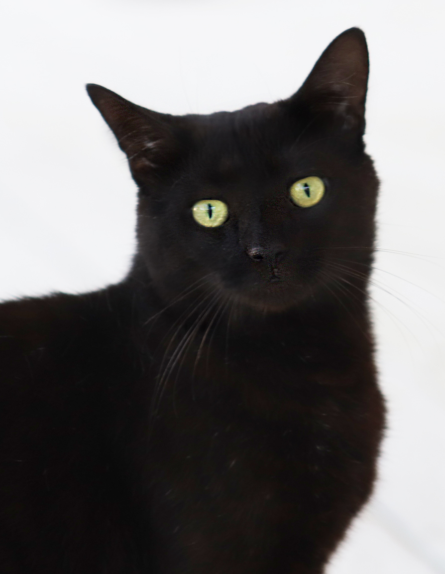 Enlarge Ennis, a Adoptable mixed breed in North Fort Myers, FL image 3/4