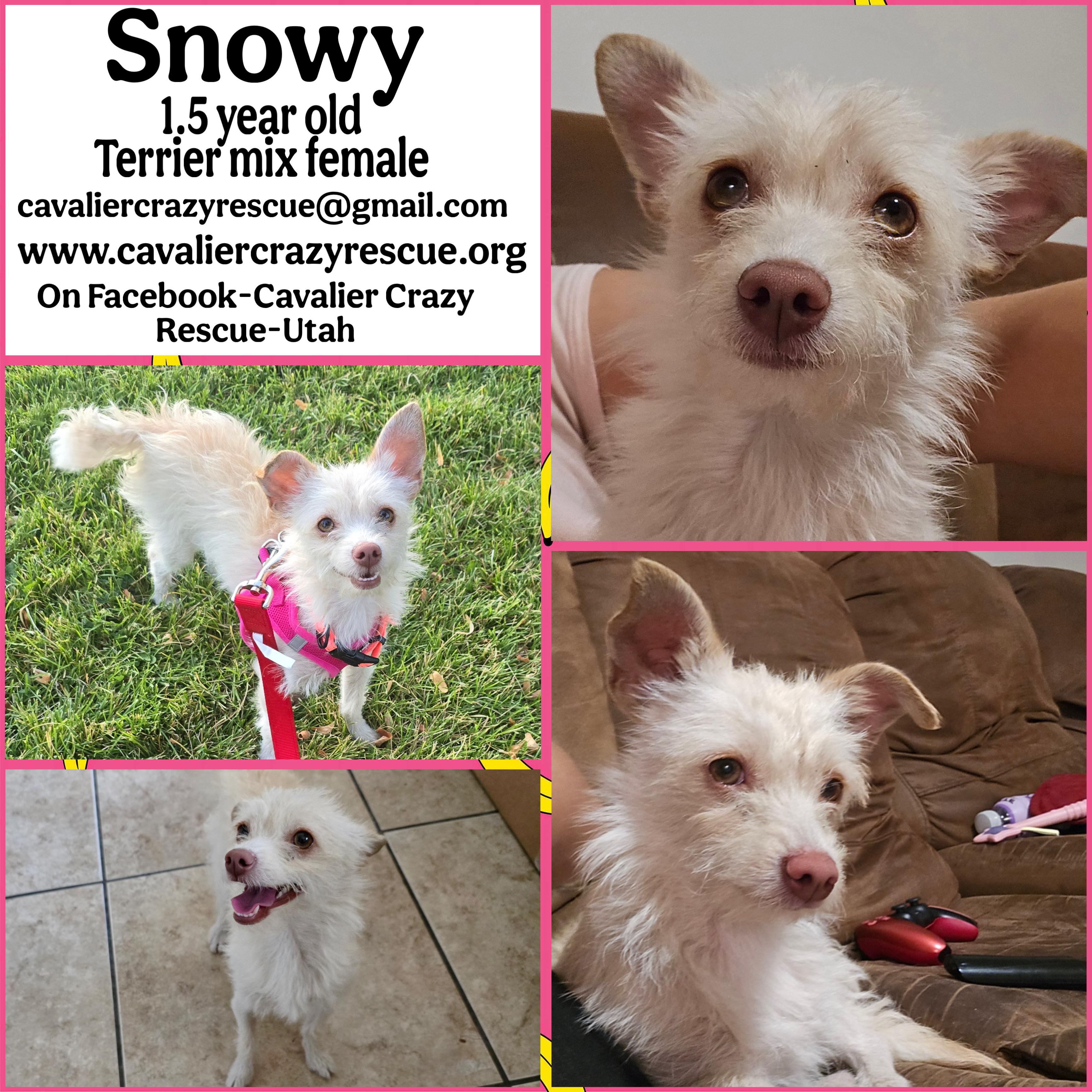 Snowy, Adopted, Young Female Sealyham Terrier & Maltese.