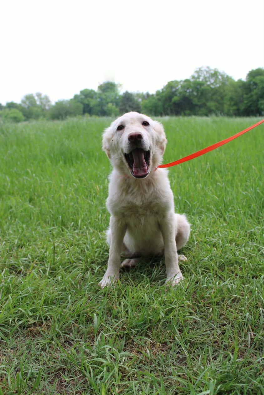 Enlarge Blondie, an adopted Mixed Breed in Davenport, IA image 2/2