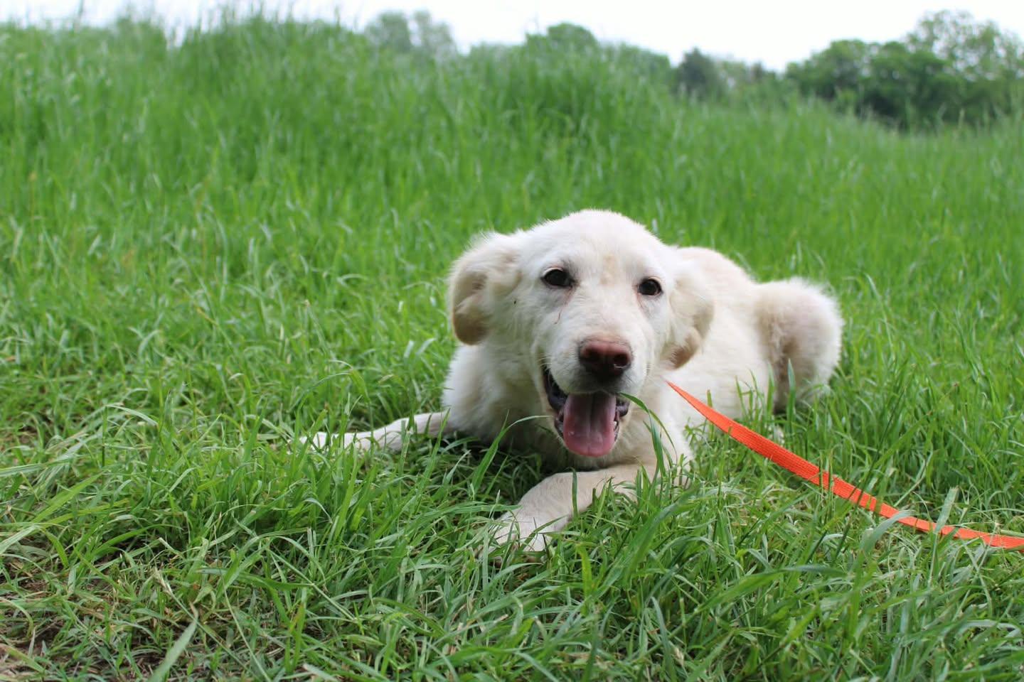 Blondie, adopted, Young Female Mixed Breed.