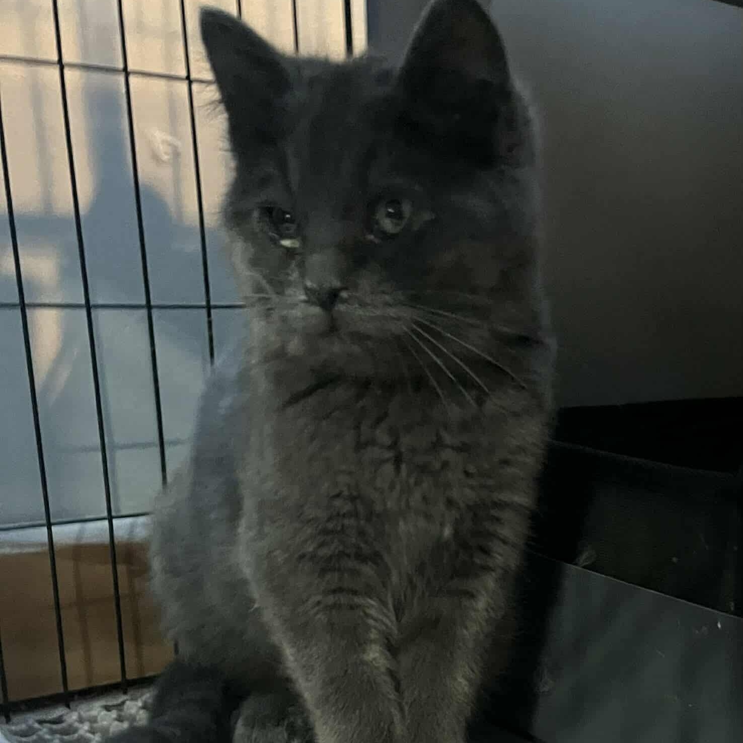 Enlarge Lula (and Lily), a Adoptable Domestic Short Hair in Minneapolis, MN image 4/4