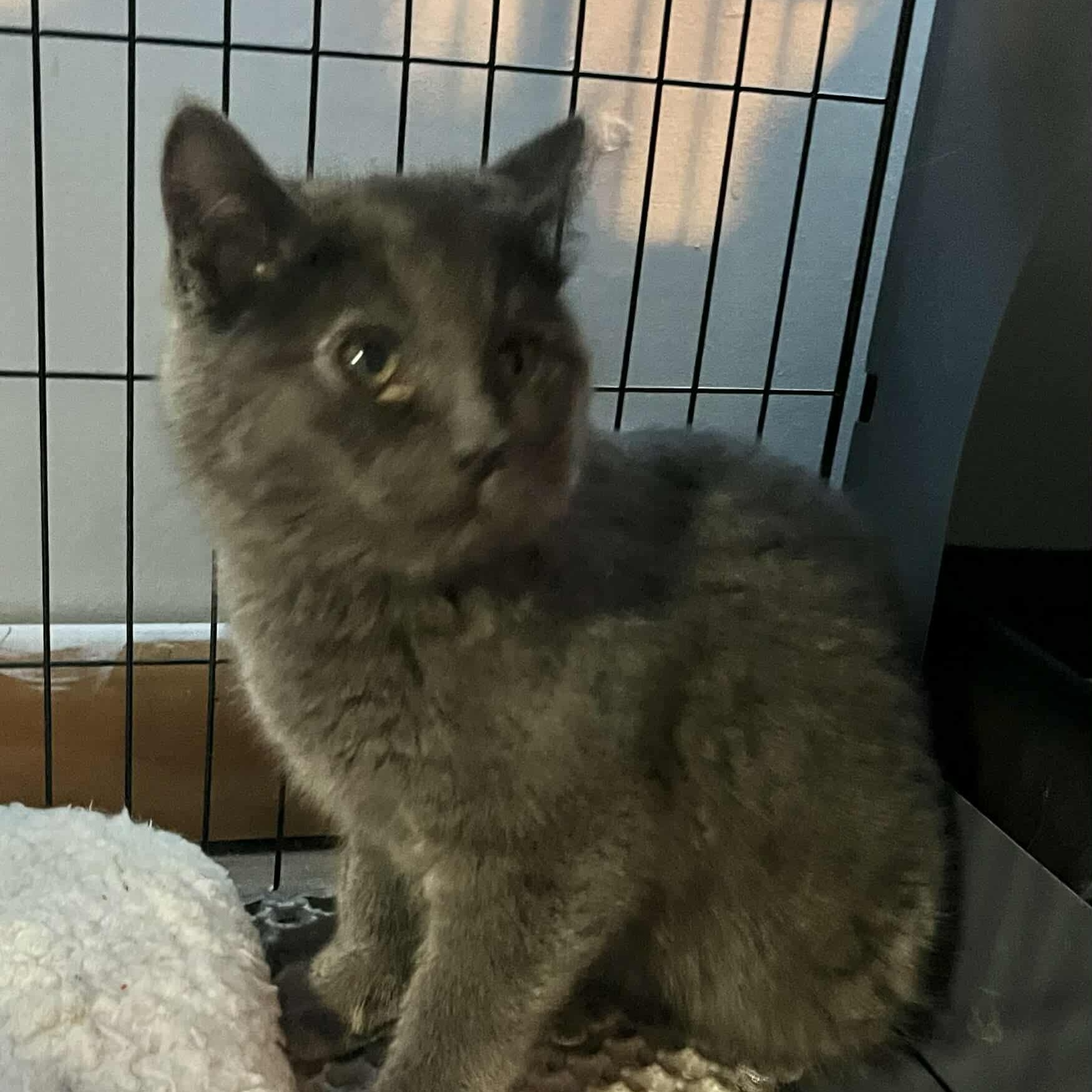 Enlarge Lula (and Lily), a Adoptable Domestic Short Hair in Minneapolis, MN image 1/4