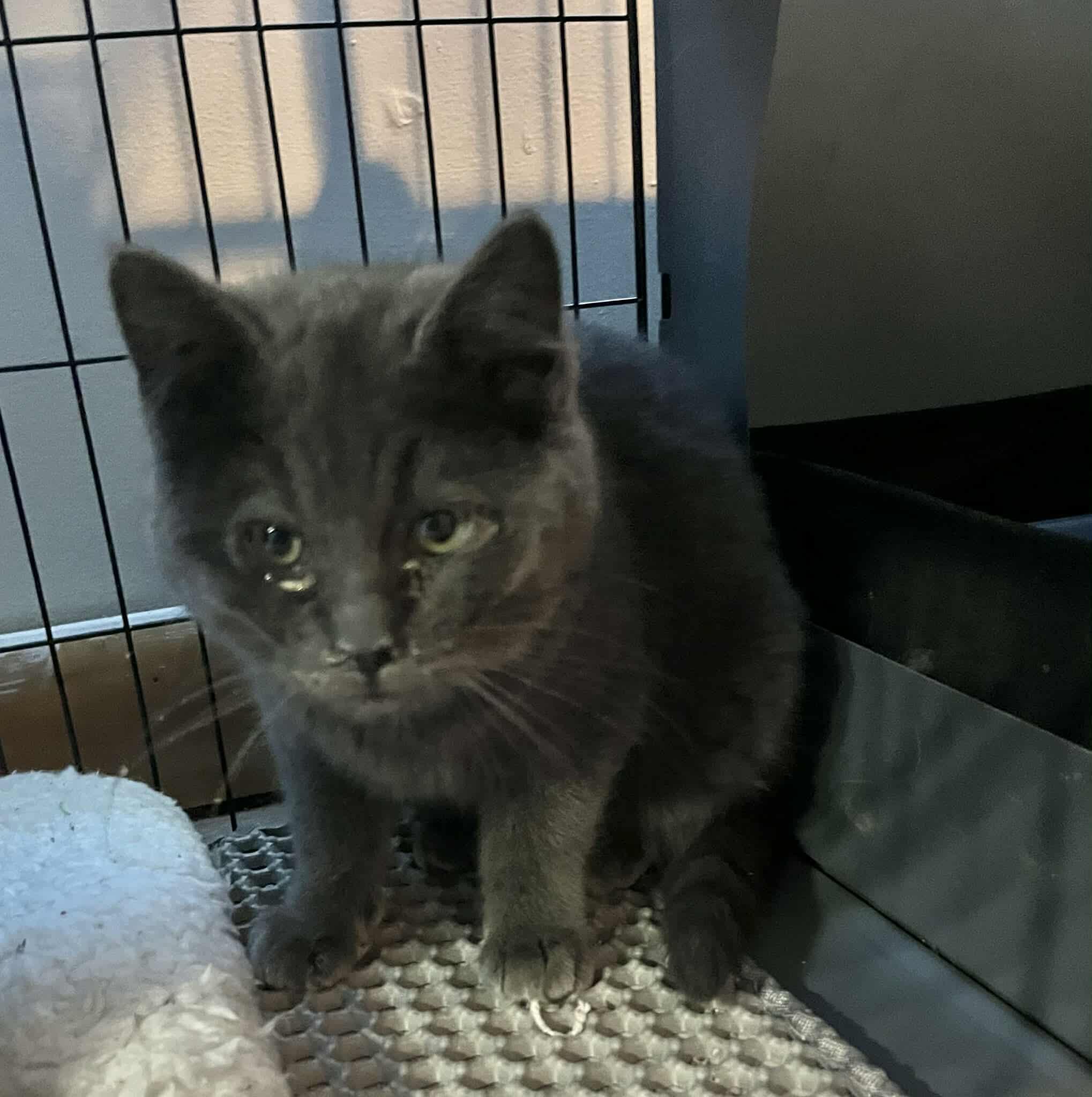 Enlarge Lula (and Lily), a Adoptable Domestic Short Hair in Minneapolis, MN image 3/4