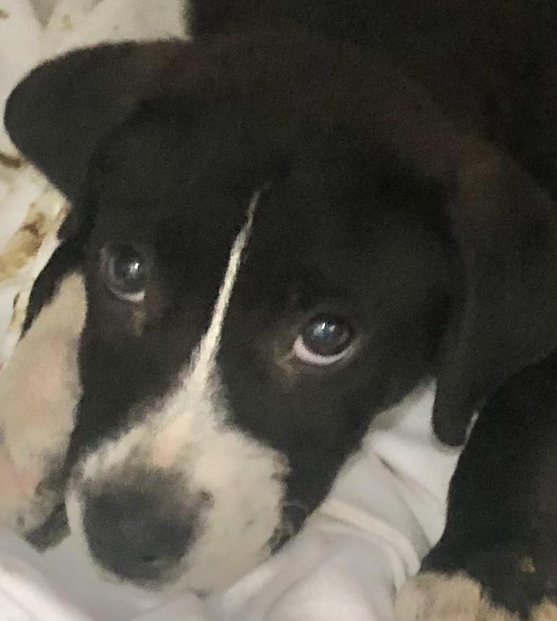 Enlarge Radar, an adoptable mixed breed in Parma, OH image 2/2