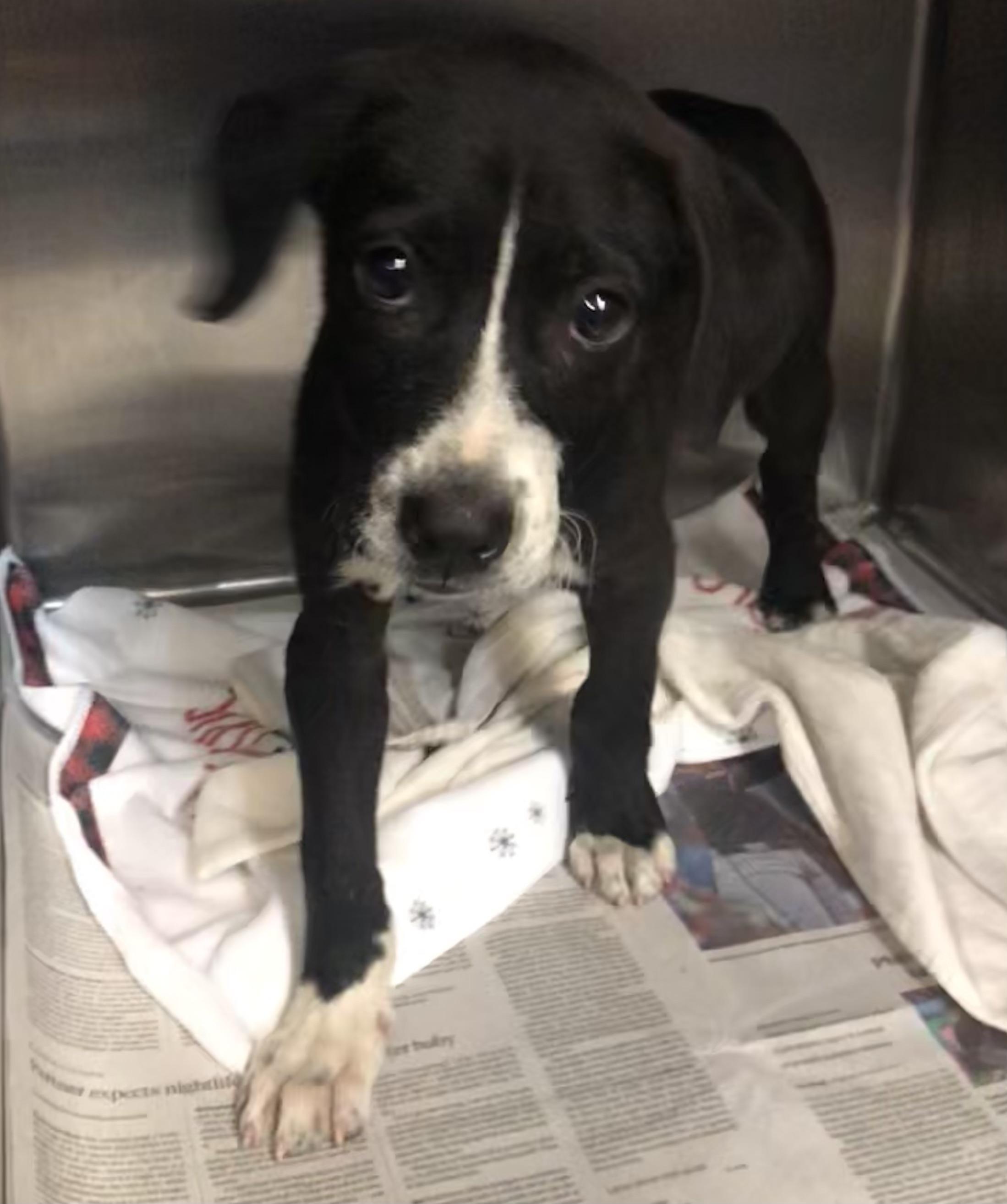 Radar, adoptable, Puppy Male Labrador Retriever.