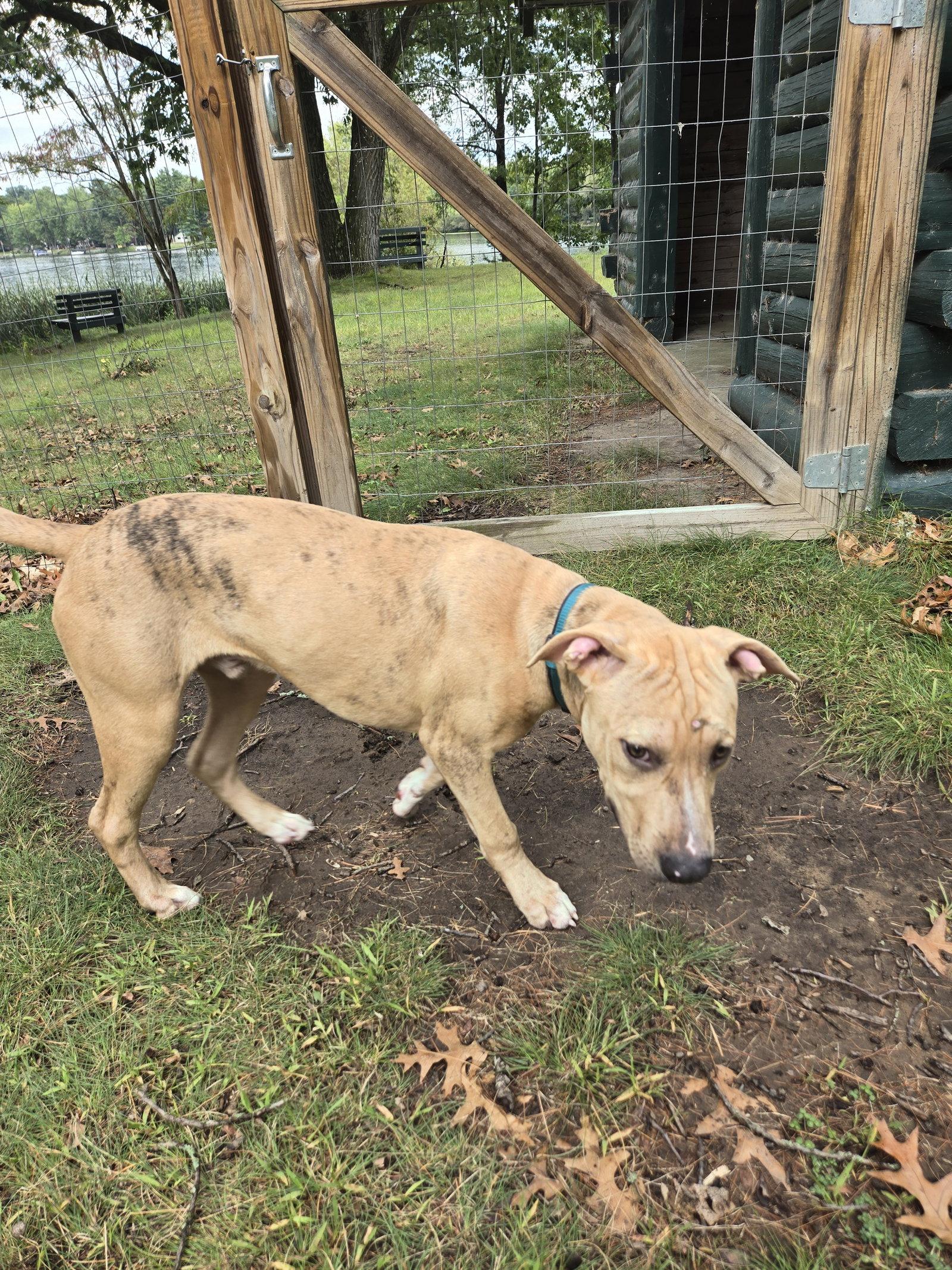Cooper, Adoptable, Young Male Labrador Retriever & Pit Bull Terrier.