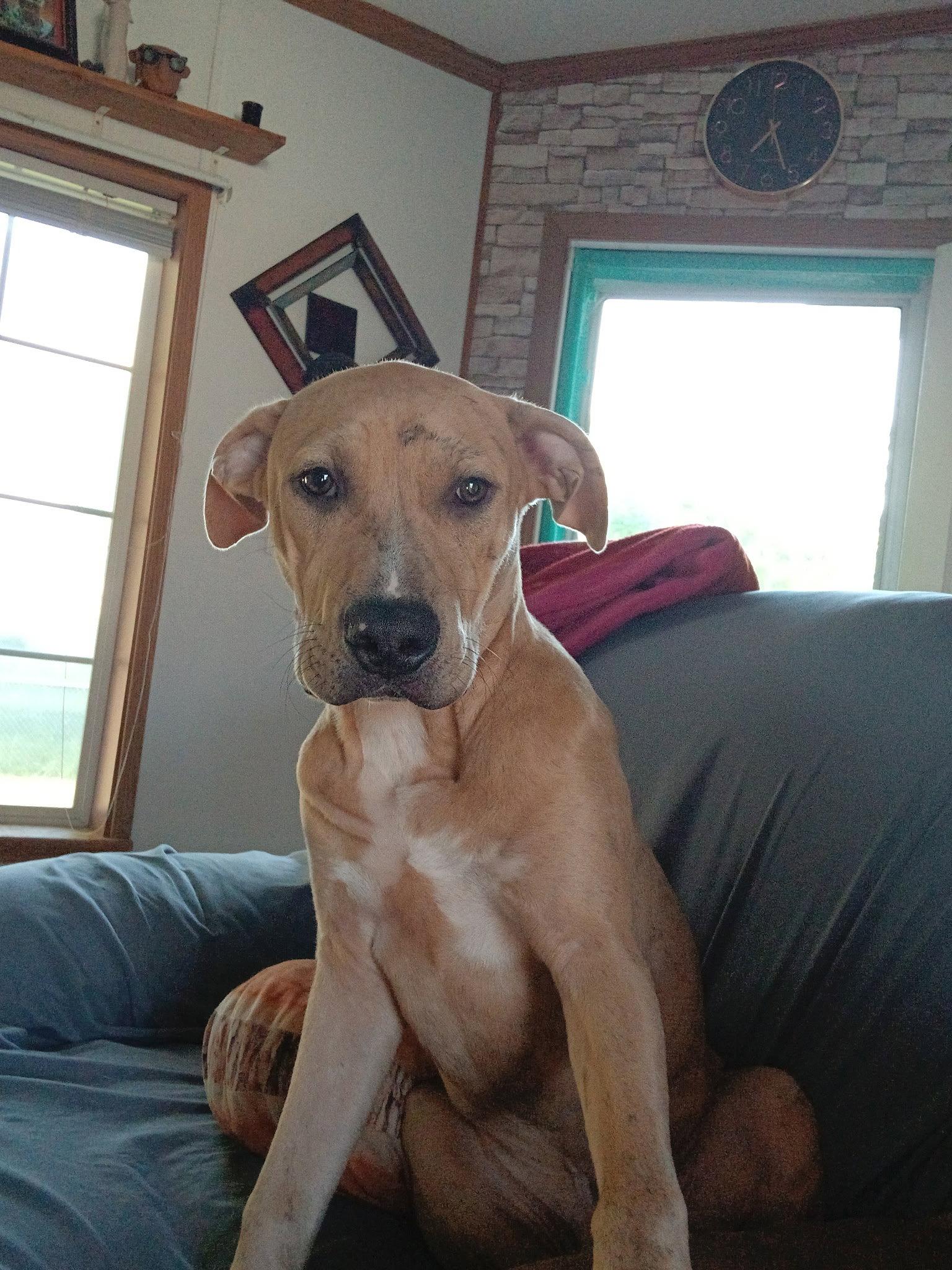 Enlarge Cooper, a Adoptable mixed breed in Montello, WI image 2/2