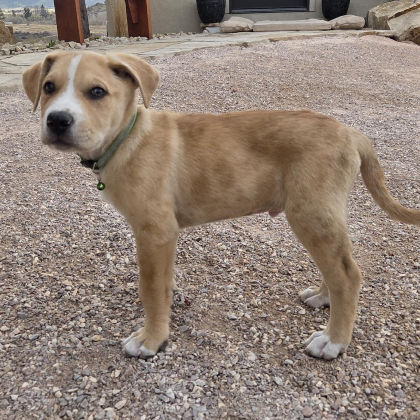 Enlarge TWO-FACE, a ADOPTABLE mixed breed in Loveland, CO image 3/6