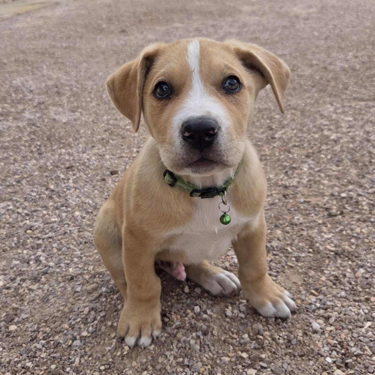 Enlarge TWO-FACE, a ADOPTABLE mixed breed in Loveland, CO image 2/6