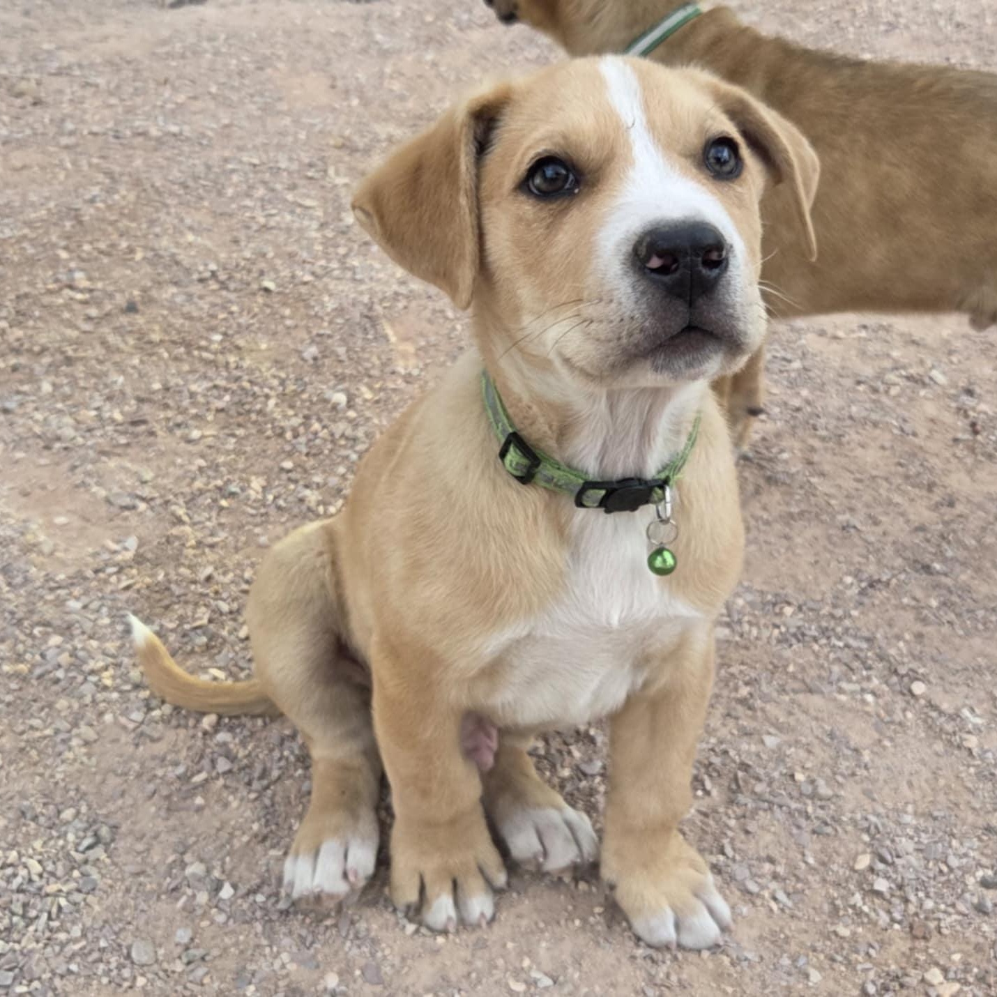 Enlarge TWO-FACE, a ADOPTABLE mixed breed in Loveland, CO image 1/6